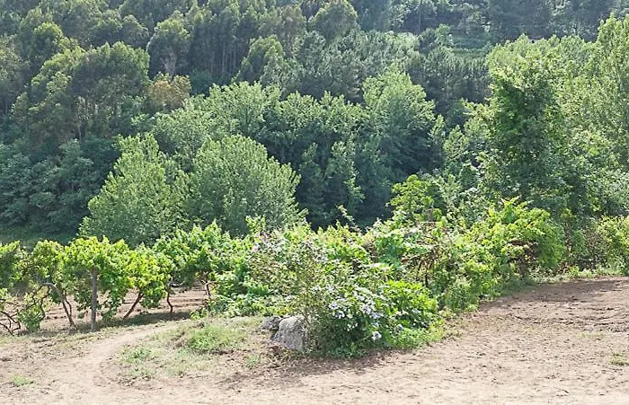 Quinta Dos Castros Douro Σπίτι διακοπών *