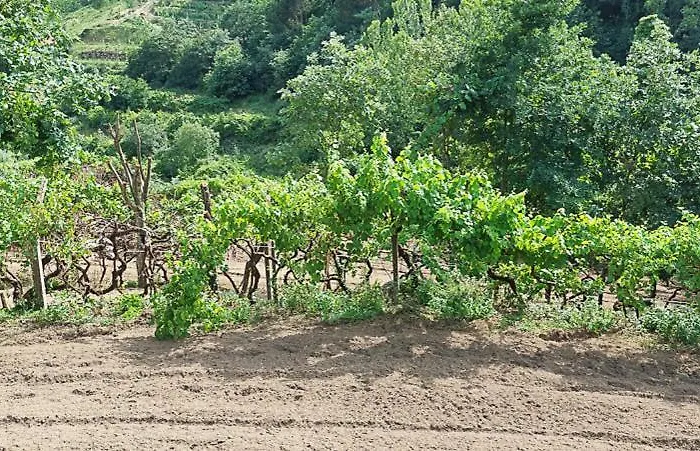 Quinta Dos Castros Douro